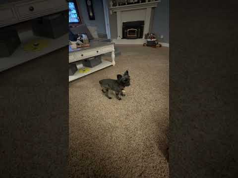 My dog is mad and this is what she does. #dogshorts #dogs #dog @louisianamichaelmyers